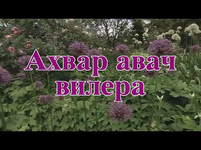 Седакъет Керимова: Ахвар авач вилера