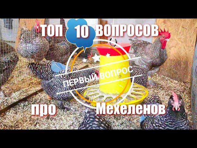 ТОП 10 ВОПРОСОВ по Мехеленской кукушке!