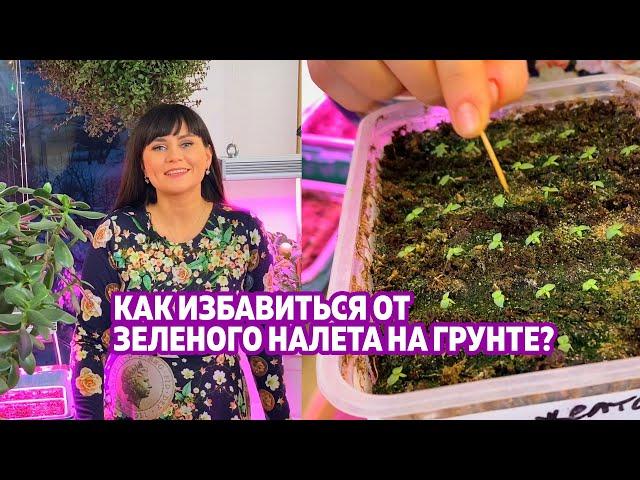 КАК ИЗБАВИТЬСЯ ОТ ЗЕЛЕНОГО НАЛЕТА НА ГРУНТЕ?