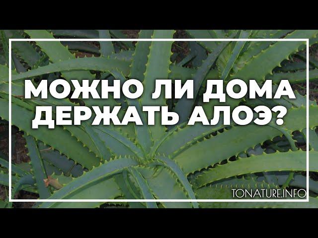 Можно ли дома держать алоэ? | toNature.Info