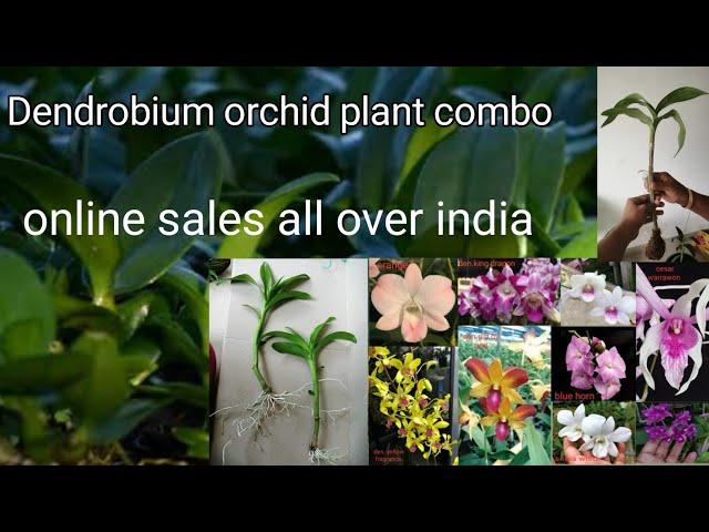 Orchid combo offer | Dendrobium orchid online sales all over India