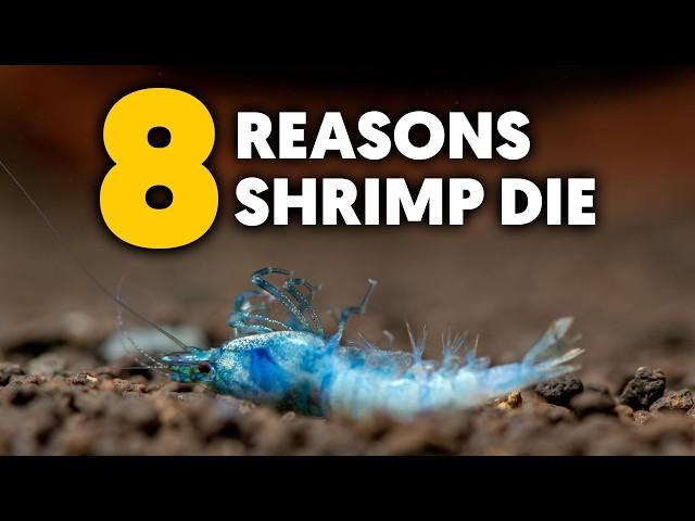 Dwarf Shrimp  8 Reasons Why Your Shrimp Are Dying & Solutions