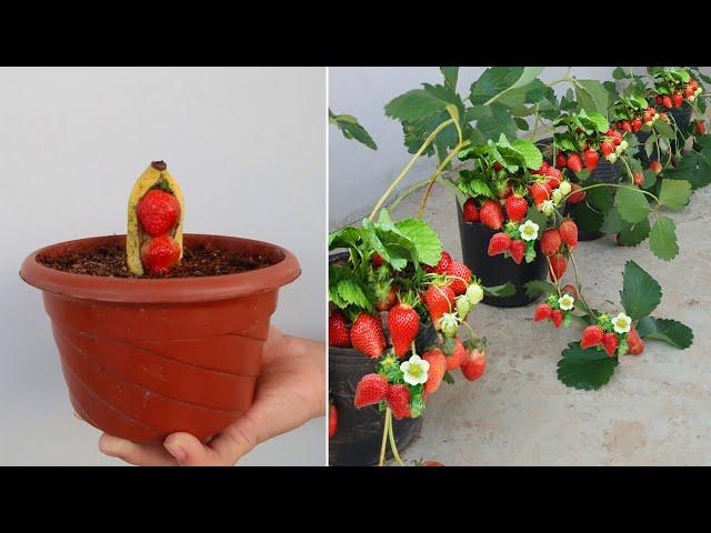 Strawberry is big, sweet and succulent if you grow it this way