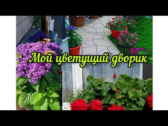 Мой цветущий дворик. Обзор цветника в июле.️#садвцветах#цветы#flowers#garden#сад