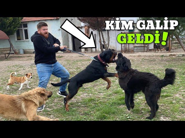 Rottweiler Diablo CLASHES with Shepherd Dogs, SEE WHO WON!