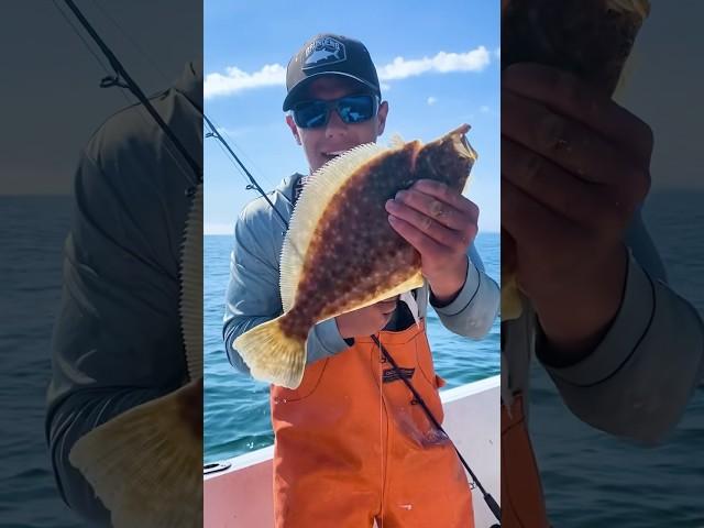 Commercial Flounder Fishing HUNDREDS of Pounds! #shorts #fishing