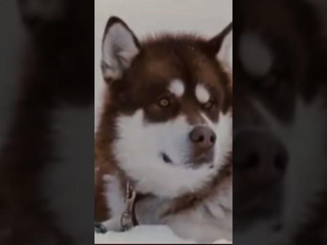 #husky #eightbelow #белыйплен #paulwalker #фильмыпрособак #dogmovie #хаски #полуокер