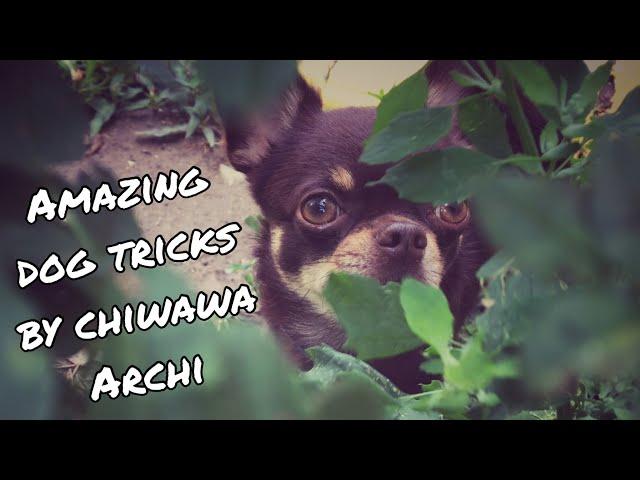 Amazing dog tricks by chiwawa Archi