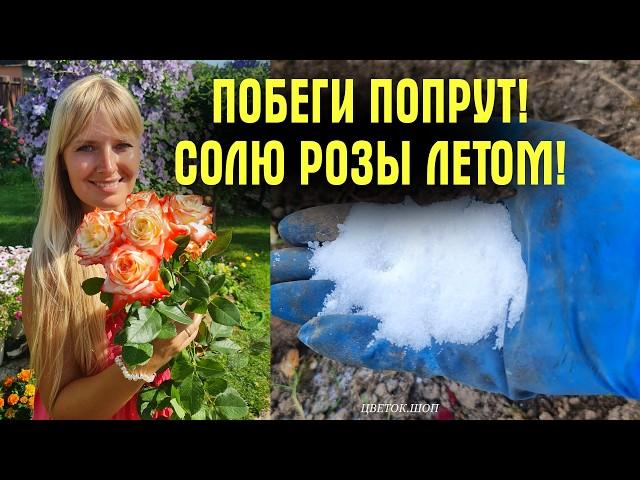 СОЛЮ РОЗЫ! АНГЛИЙСКАЯ ХИТРОСТЬ, которую ПРИМЕНЯЮ КАЖДОЕ ЛЕТО