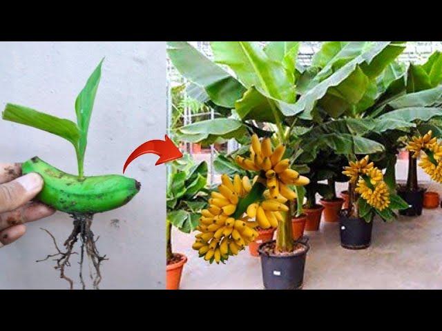 New best skills! graft a Banana trees from bananas fruit in pot