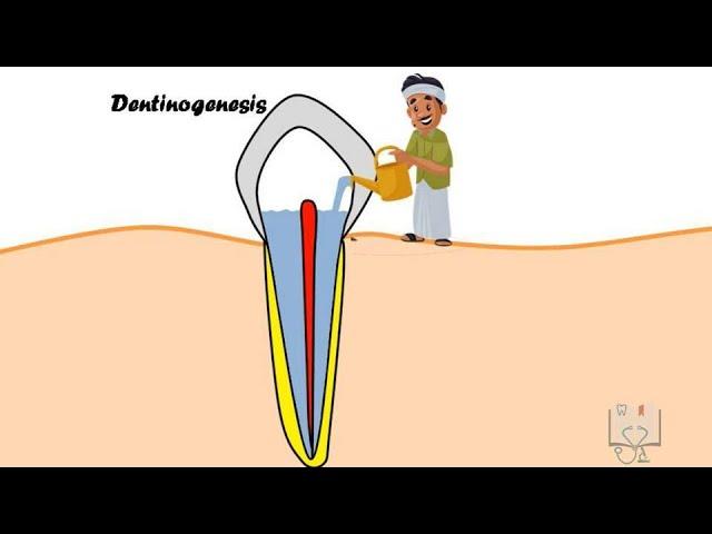 Dentinogenesis