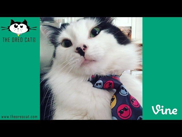 The Oreo Cat: Vine Compilation