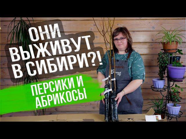 Где купить саженцы? ЗИМОСТОЙКИЕ ПЕРСИКИ И АБРИКОСЫ