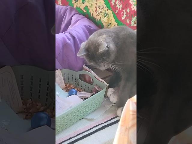 Мыцык 