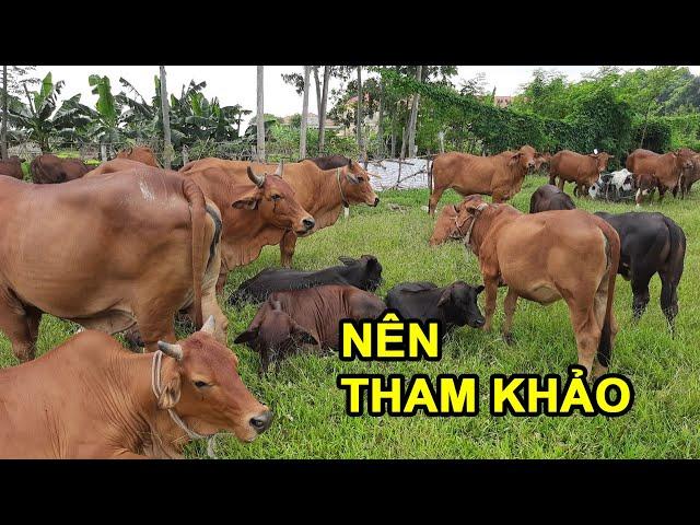 Cùng Tham Khảo Mô Hình Nuôi Bò Nái Sinh Sản Chăn Thả | Phương bò 114