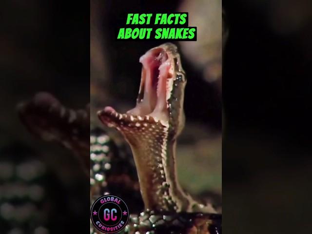 Facts about snakes #curiosities #facts #snake #snakes #animal #snakelife #globalcuriosities