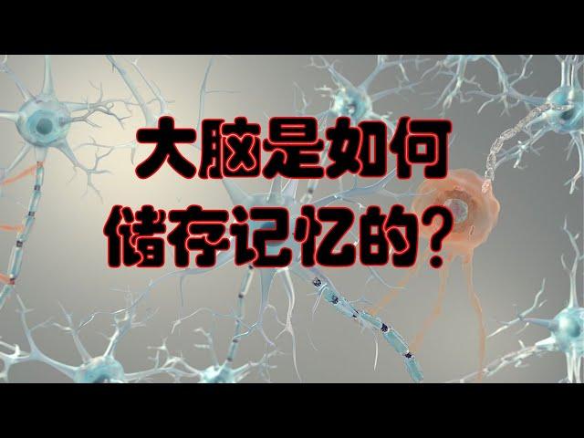 大脑是如何储存记忆的？