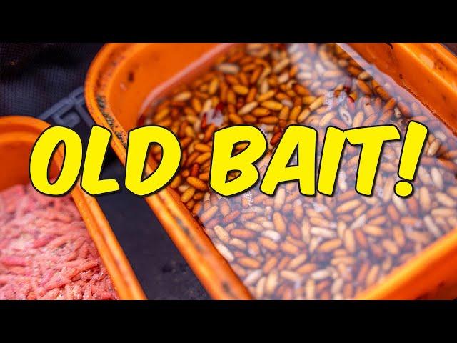 Hate Throwing Away Bait? | This Money Saving Tip Will Help!