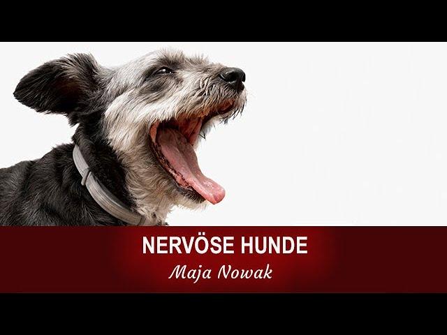 NERVÖSE HUNDE BRAUCHEN DASSELBE WIE NERVÖSE MENSCHEN - von Maja Nowak