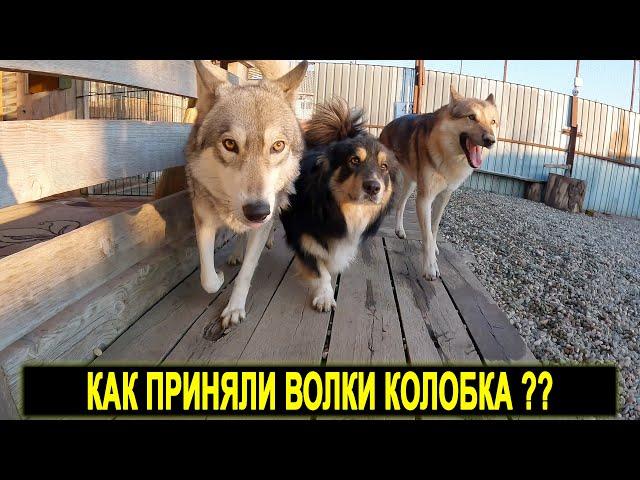 На Колобка напали... Кто обидел Колобка ??!! Колобок встретился с Волками ! Кормлю Волков и Питбулей