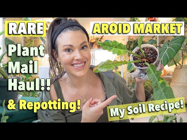 AROID MARKET Rare Plant Haul, Plant Mail & Repotting - Aroid Soil Mixture, Soil Recipe Repot With Me