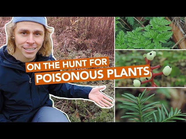 On The Hunt For Poisonous Plants