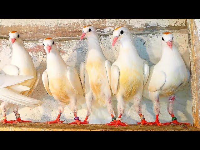 Для меня они красавчики! А для вас? Pigeons.