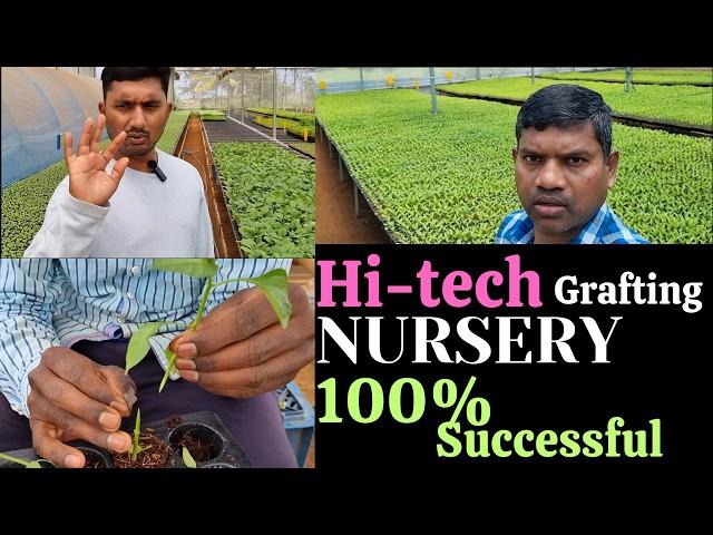 Grafting hi tech nursery, Vegetable hi tech nursery, 100% successful, #hitechnursery #nursery