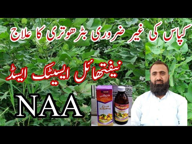 How to regulate cotton growth | How to use Naphthyle Acetic Acid| Bilal Kanju Official