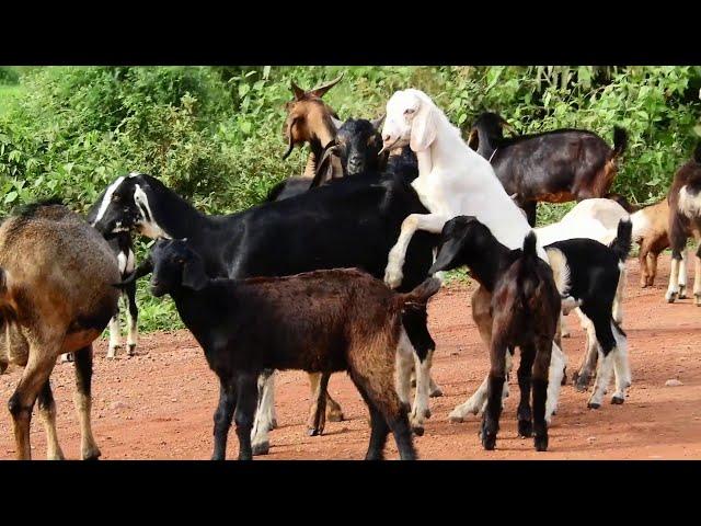 many Village goat meeting in natural  place