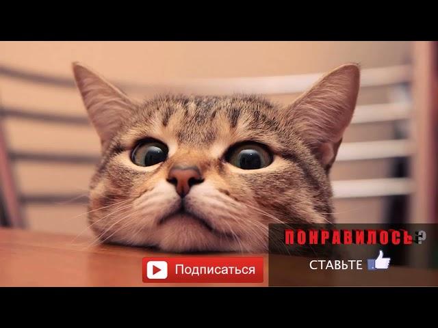 Посмотри на кошек и улыбнись. Видео про котов и кошек. Смешные кошки