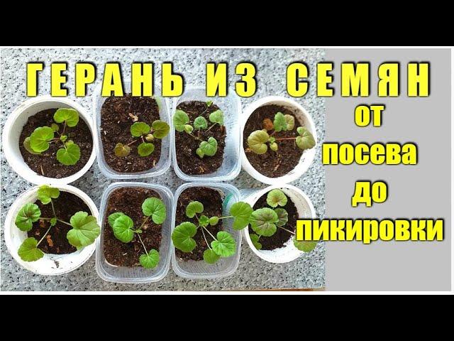 Как вырастить ГЕРАНЬ из семян! Размножение пеларгонии семенами! ДАЧА УДАЧИ