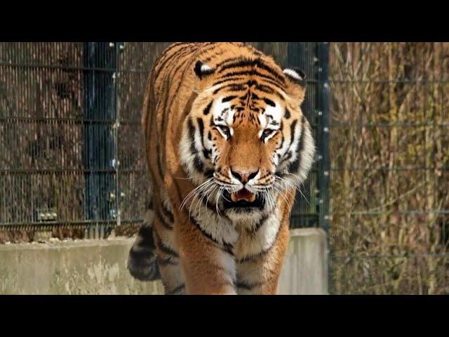 Chilling Tiger Roar in the Deep Jungle | Raw Tiger Sound!