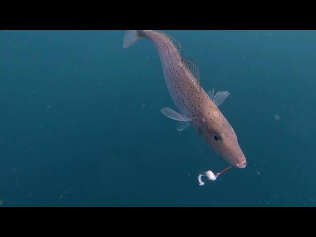 IFISHTV Marion Bay King George Whiting