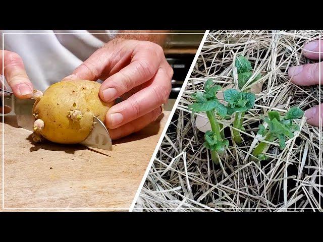 GROW POTATOES from STORE BOUGHT - Save Money, Grow Food