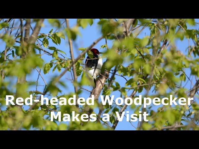 Red-headed Woodpecker Makes a Visit