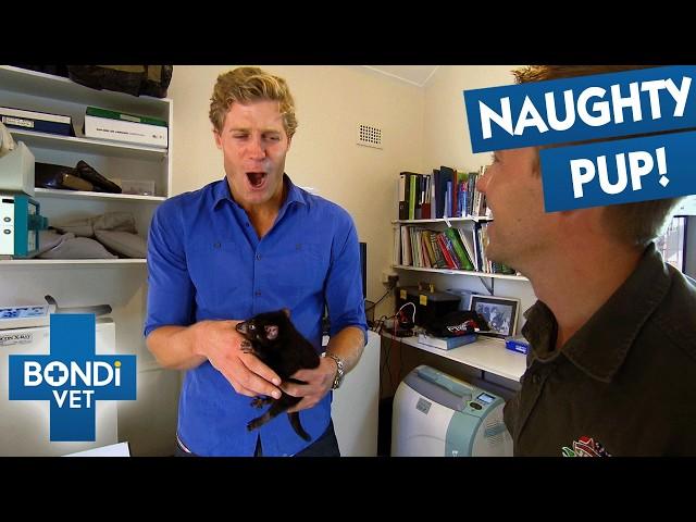 Casting Baby Tasmanian Devil's Broken Leg  Bondi Vet