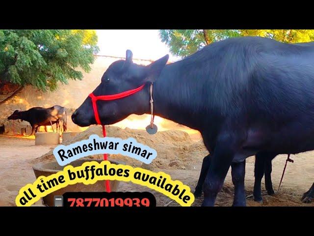 16 December 2022 new video shree shyam dairy farm ll murrah buffalo ll 