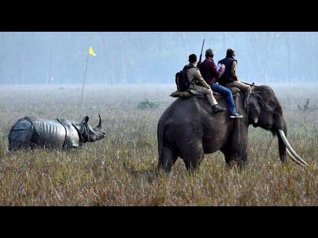 Inside Kaziranga: counting one-horned rhinos