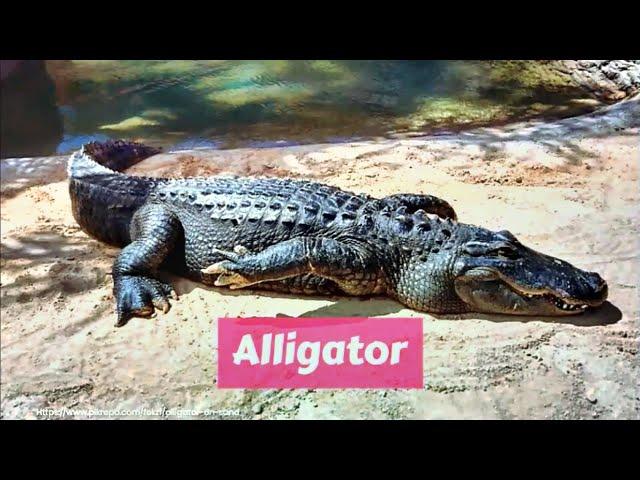 Alligator (Alligatoridae)