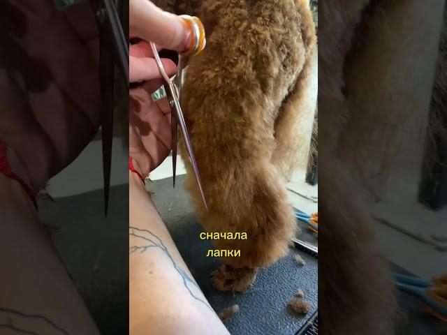 Стрижка той-пуделя в азиатском стиле #груминг #стрижкасобак #dogsofinstagram #dogs #viral #fyp