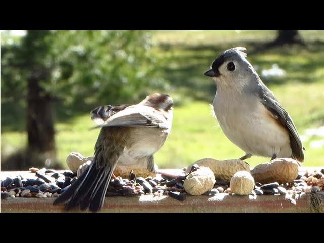 One Cheeky Sparrow