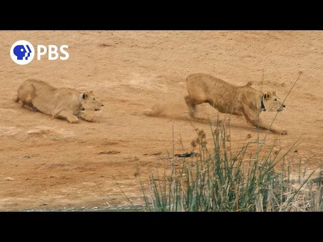 Desert Lion Cubs Hunt at Night