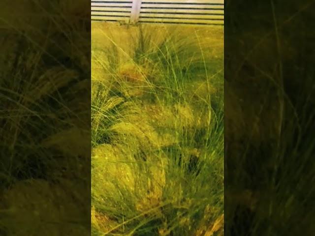 grass in the wind