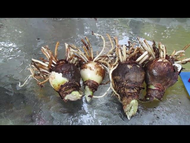 Preparing Amaryllis (Hippeastrum) for dormancy and Holiday blooming