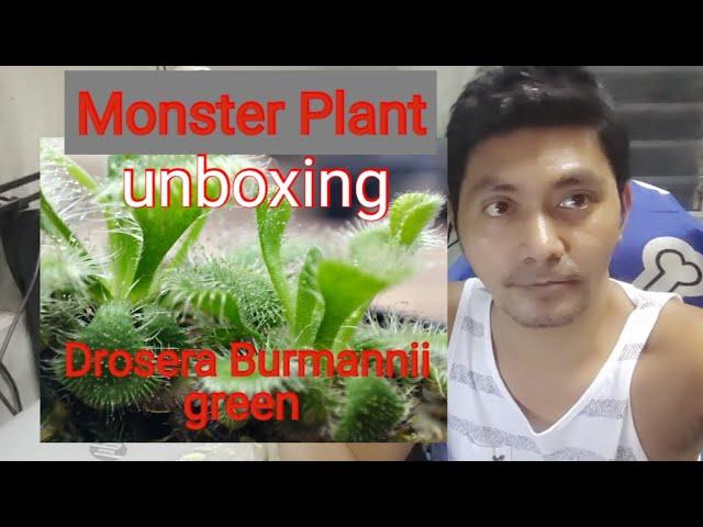 Monster Plant: "Drosera Burmannii Green" unboxing