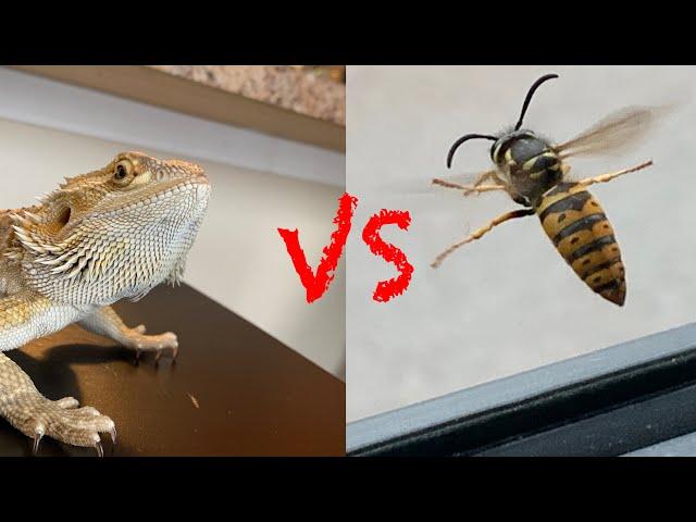 Ground Wasp VS Bearded Dragon