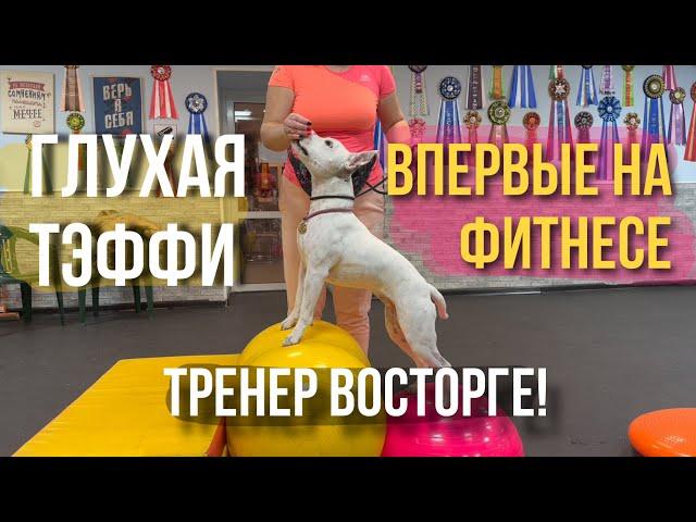 ГЛУХАЯ ТЭФФИ ВПЕРВЫЕ НА ФИТНЕСЕ | ПОЛЕЗНЫЕ ФИЗИЧЕСКИЕ УПРАЖНЕНИЯ ДЛЯ СОБАК | СТАФФОРД ЗАНИМАЕТСЯ