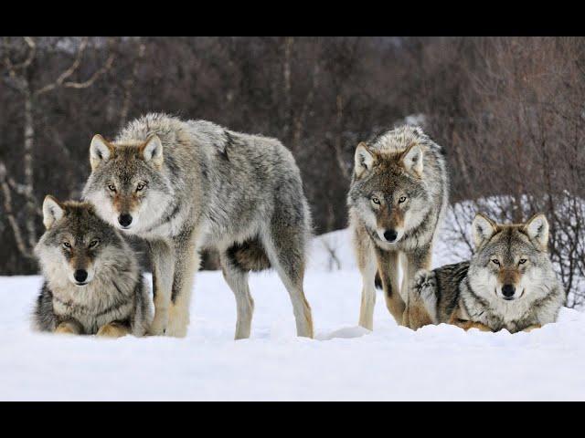 Охота на волка во время гона! Добыт матёрый волк! // Wolf hunting during the rut!