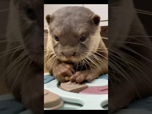 Baby otter reacts to brain game #theottersfamily #dog #puppy #shorts